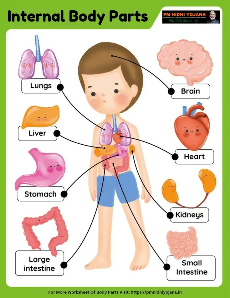 human body parts name